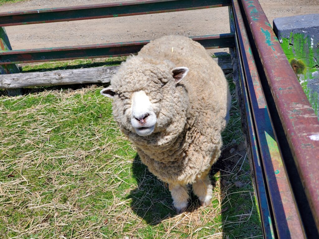 滝沢牧場　羊