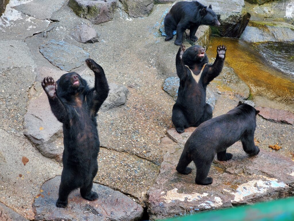 奥飛騨クマ牧場